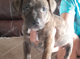 Puppies for sale