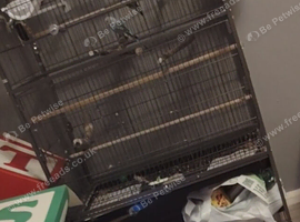 Bird cage and accessories