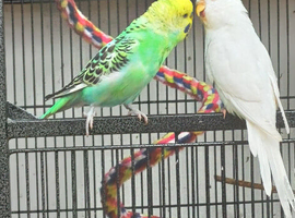 Pair of young bonded budgies