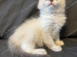 Last male / crisp white/ lilac/..seal ragdoll kittens