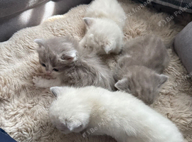 Kitten for sale  dad ragdoll  and mim british short hair