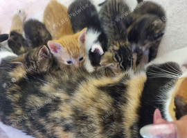 1 male 1 female ready now