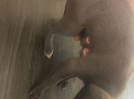 whippet puppy's for sale
