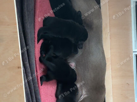 5 kc registered Labrador retrievers for sale