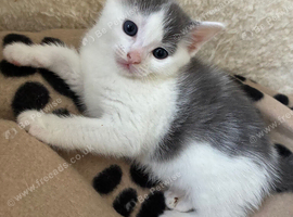 Ragdoll x kittens
