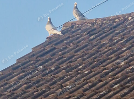 Have 6 pigeons free to good home