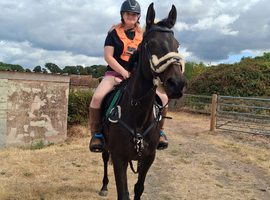 Thoroughbred mare