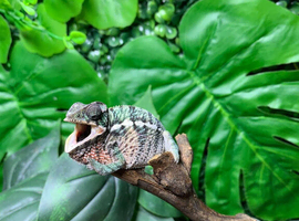 Special Offer Blue Bar Male Panther Chameleons at Birmingham Reptiles
