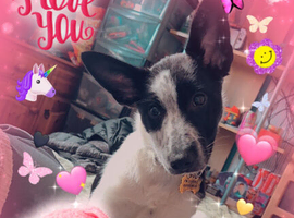 21 week old female pup