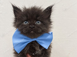 Black Smoke Maine Coon Kitten.