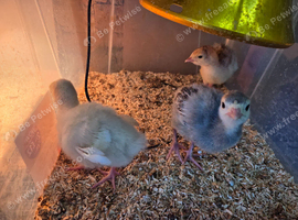 Two-Week-Old Slate Cross Bronze Turkey Chicks for Sale &ndash; Bridgwater