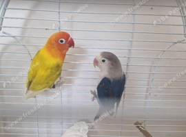 Proven breeding pairs of lovebirds