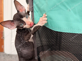 Beautiful Sphynx kittens