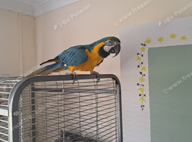 Blue gold male macaw