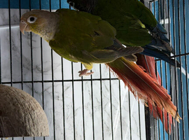Baby green cheek conure