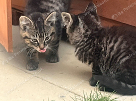 Kittens for sale