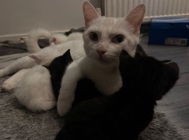Beautiful kittens