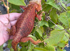 Bearded dragon female