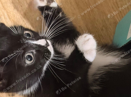 kittens to a loving home