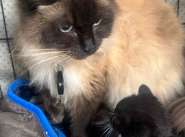 RAGDOLL X BOY READY NOW