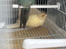 Kakariki pair