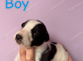 Saluki deerhound grey second genaration bull grey