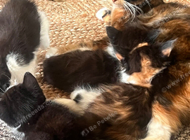 Beautiful Kittens &ndash; Loving Family Raised ️