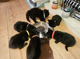 Maine coon cross phinx kittens