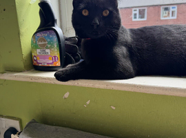 Girl Bombay cat