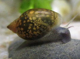 Tank cleaners