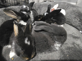Rare otter tri coloured pedigree french lop
