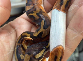 baby Pied (unsexed)