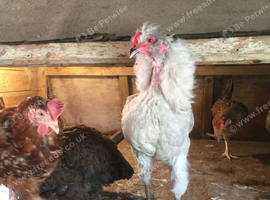 I Year Old Araucana Rooster ready for his own Flock