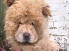 Male Chow Chow