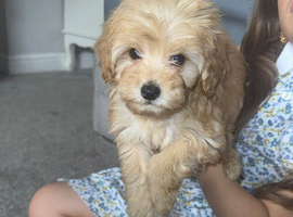 Multipoo puppy&rsquo;s
