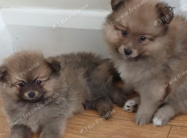 Beautiful Pomeranian puppies 900