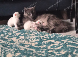 Mainecoon/Nebelung cross