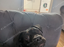 Frenc bulldog x Dachshund