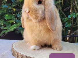 Mini lop bunnies & adults available