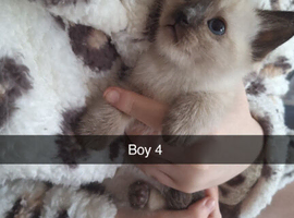 Ragamese kittens