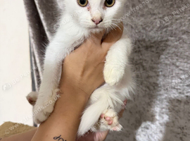 Female maine kitten ready to leave