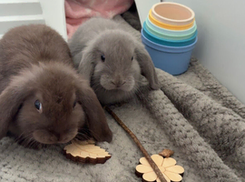 2 male mini lops.
