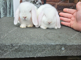 2 white baby mini lops