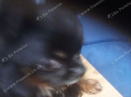 Long hair Apple head female Chihuahua wanted adult ore pup not overly expensive whight if possible