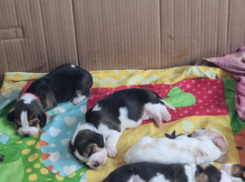 Basset Hound Pups For Sale