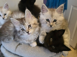 Pedigree TICA Registered Maine Coon Kittens