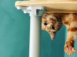 Cat sitting