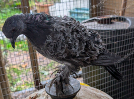 Young Frillback Pigeon
