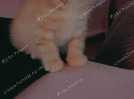 Loving kittens looking for forever homes