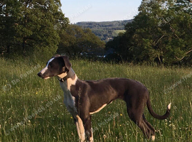 Whippet pups